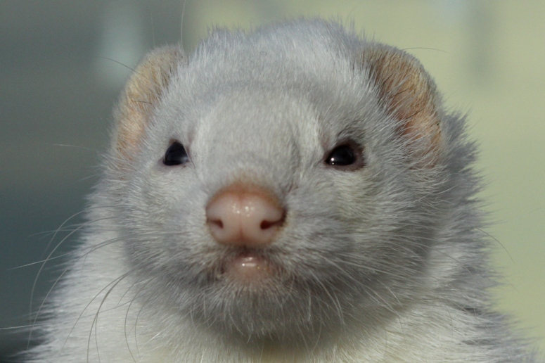 ferret